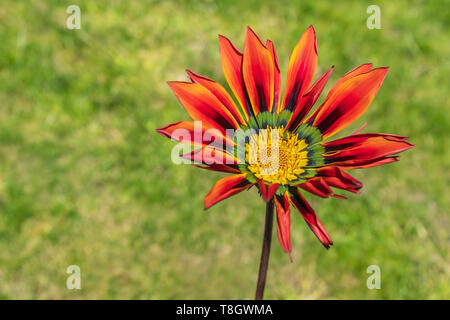 Gazania, Africa Margherita con arancia rossa stella come petali di fiori e un verde e giallo centro. Lo sfondo è messa a fuoco morbida erba verde. Foto Stock