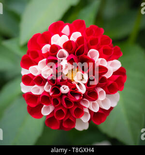 Chiudere la foto di un rosso e bianco Fiore Dahlia, colori misti Foto Stock