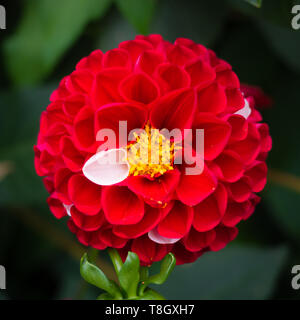 Chiudere la foto di un rosso e bianco Fiore Dahlia, colori misti Foto Stock