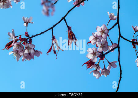 Prunus sargentii, Sargents cherry tree blossom, Finlandia Europa Foto Stock