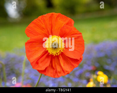 Papavero rosso nel giardino/catturata su un bel giorno dopo la pioggia Foto Stock