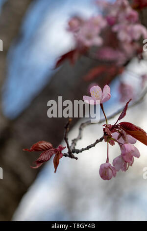 Prunus sargentii, Sargents cherry tree blossom, Finlandia Europa Foto Stock
