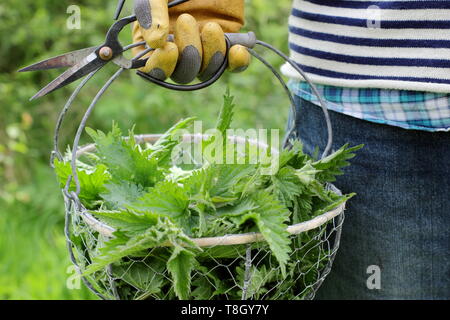 Urtica dioica. L uomo si porta appena raccolti giovani ortiche nel cestello in filo metallico per realizzare in liquido impianto di alimentazione - REGNO UNITO Foto Stock