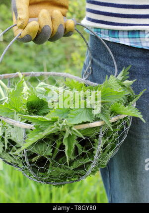 Urtica dioica. L uomo si porta appena raccolti giovani ortiche nel cestello in filo metallico per realizzare in liquido impianto di alimentazione - REGNO UNITO Foto Stock