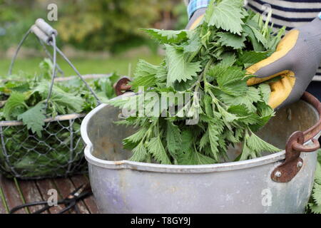 Urtica dioica. Uomo di ortiche mettendo in un contenitore metallico per rendere liquido fertilizzante vegetale Foto Stock