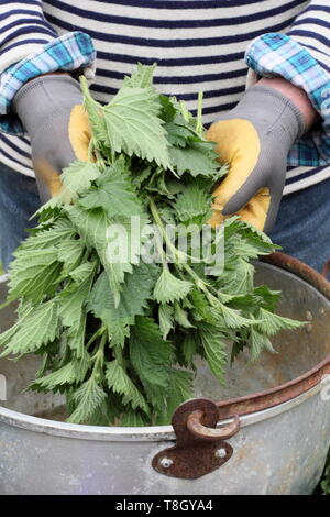 Urtica dioica. Uomo di ortiche mettendo in un contenitore metallico per rendere liquido fertilizzante vegetale Foto Stock