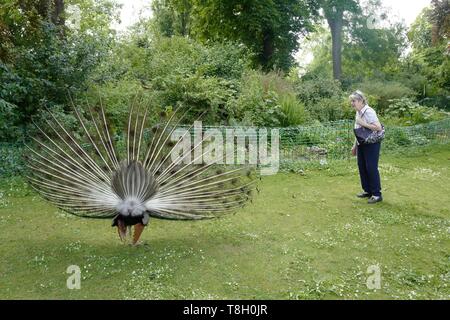 Francia, Parigi, Bois de Vincennes, peacock in Isola di Bercy Foto Stock