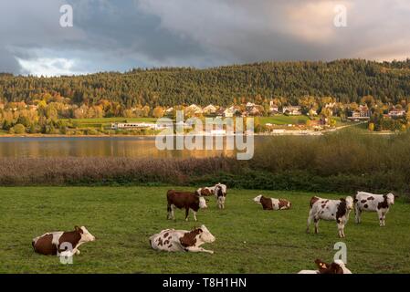 Francia, Doubs, Malbuisson, mandria di mucche Montbeliarde di fronte al lago di Saint Point Foto Stock