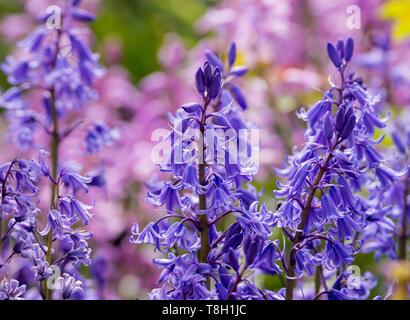 Primo piano dei fiori blu pallidi spagnoli Bluebell in un giardino a Corbridge Northumberland Inghilterra Regno Unito Foto Stock