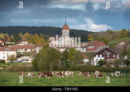 Francia, Doubs, mandria di mucche davanti alla sommità del Doubs il villaggio e la chiesa di Saint Theodule Labergement di Sainte Marie Foto Stock