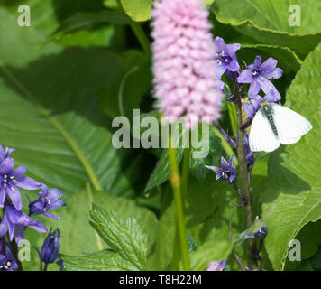 Una femmina punta arancione farfalla alimentazione su un spagnolo Bluebell fiore in un giardino in Corbridge Northumberland England Regno Unito Regno Unito Foto Stock