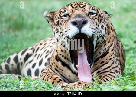 Francia, Guiana francese, Macouria, Guyana Zoo, Jaguar (Panthera onca) Foto Stock