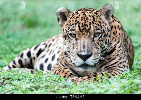 Francia, Guiana francese, Macouria, Guyana Zoo, Jaguar (Panthera onca) Foto Stock