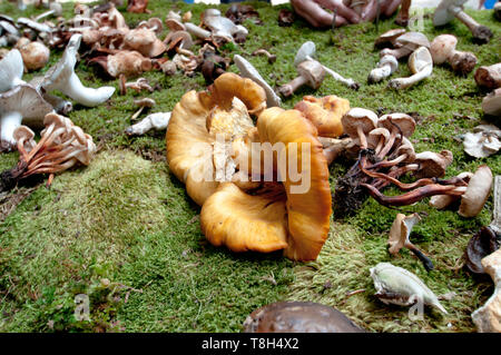 Omphalotus olearius, fungo velenoso comunemente noto come il jack-o-lantern fungo su erba improvvisata sulla mostra di funghi sulla giornata di sole Foto Stock