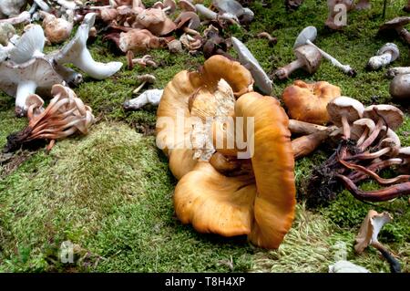 Omphalotus olearius, fungo velenoso comunemente noto come il jack-o-lantern fungo su erba improvvisata sulla mostra di funghi sulla giornata di sole Foto Stock