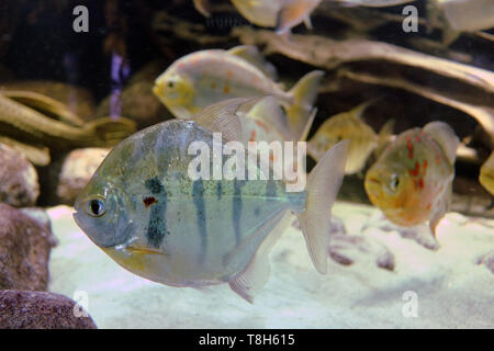 Marine Aquarium pesci sono meravigliosi! Colorati e affascinanti e i pesci di mare sono già diventati compagni di diverse famiglie di praticare aquarism. Foto Stock