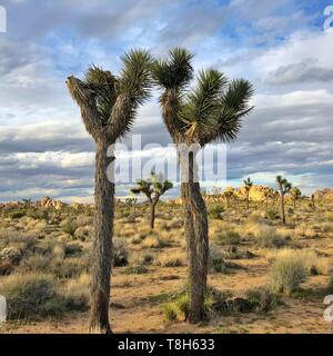 Alberi di Joshua, Joshua Tree National Park, Deserto Mojave, California, Stati Uniti Foto Stock