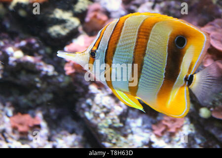 Marine Aquarium pesci sono meravigliosi! Colorati e affascinanti e i pesci di mare sono già diventati compagni di diverse famiglie di praticare aquarism. Foto Stock