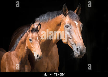 Mecklenburger Warmblood. Ritratto di Baia Mare con puledro, visto su sfondo nero. Germania Foto Stock