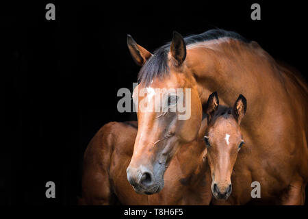 Mecklenburger Warmblood. Ritratto di Baia Mare con puledro, visto su sfondo nero. Germania Foto Stock