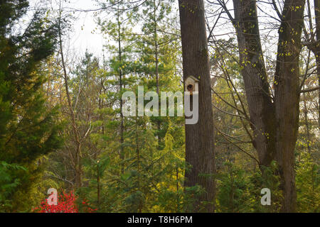 Birdhouse fatti a mano su un albero in Forest Park , legno mano rifugio per gli uccelli per trascorrere l'inverno Foto Stock