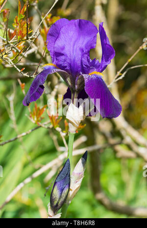 Barbuto (Iris Iris germanica), Deep Purple o colori viola, molto grandi iridi in un giardino in primavera (maggio) nel West Sussex, Regno Unito. Ritratto. Verticale. Foto Stock