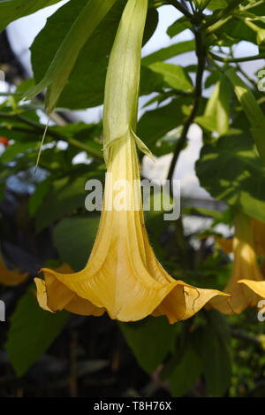 Brugmansia è un genere di sette specie di piante da fiore nella famiglia delle solanacee. Essi sono woody alberi o arbusti, con fiori penduli e hanno Foto Stock