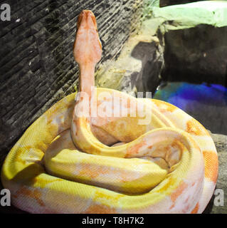 Giallo grande serpente isolato su sfondo bianco. La sfera (Python Python regius), noto anche come il royal python, è una specie di python ha trovato in sub-Sahar Foto Stock