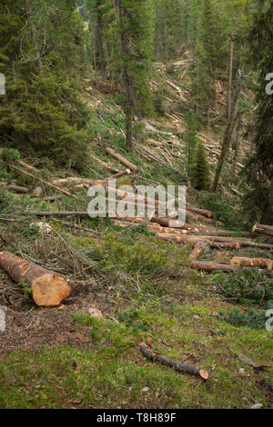 La deforestazione controllata all'interno di una foresta italiana. Sezione trasversale di un giovane albero di pino Foto Stock