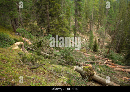 La deforestazione controllata all'interno di una foresta italiana. Sezione trasversale di un giovane albero di pino Foto Stock