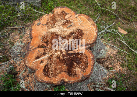 La deforestazione controllata all'interno di una foresta italiana. Sezione trasversale di un giovane albero di pino Foto Stock