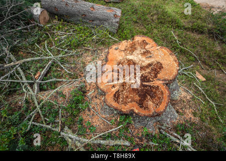 La deforestazione controllata all'interno di una foresta italiana. Sezione trasversale di un giovane albero di pino Foto Stock