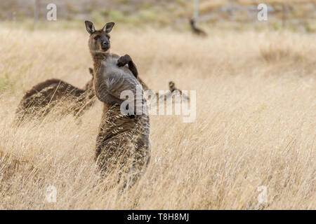 Bellissima kangaroo assume una strana posizione e una espressione divertente, Kangaroo Island, Australia Meridionale Foto Stock