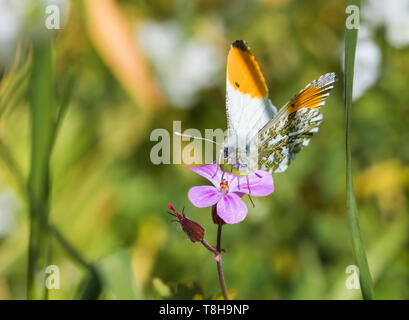 Maschio punta arancione farfalla (arancione farfalla a punta, Anthocharis cardamines) seduti su un fiore rosa in un giardino in primavera (maggio) nel West Sussex, Regno Unito. Foto Stock