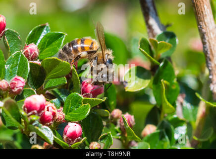 Western miele delle api (Apis mellifera), Aka miele europea Bee, su di un impianto con boccioli rosso in primavera (maggio) nel West Sussex, in Inghilterra, Regno Unito. Le api. Foto Stock