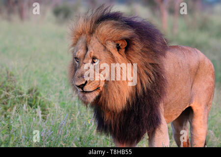 Matura Maned scuro maschio dominante Lion Panthera Leo pattugliano il suo territorio Parco Nazionale Kruger Sud Africa Foto Stock