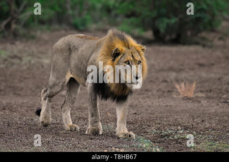 Maschio maturo Lion Panthera Leo stalking Gnu blu Parco Nazionale Kruger Sud Africa Foto Stock