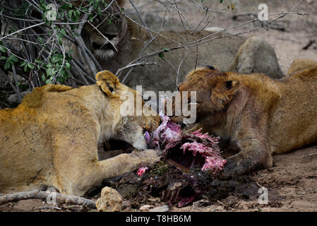 Orgoglio dei Leoni Panthera Leo divorando un Warthog Phacohoerus Aethiopicus Parco Nazionale Kruger Sud Africa Foto Stock