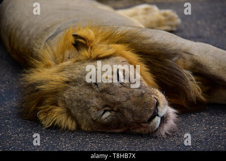 Lion Maned scuro Panthera Leo dormire nel pomeriggio sole Parco Nazionale Kruger Sud Africa Foto Stock