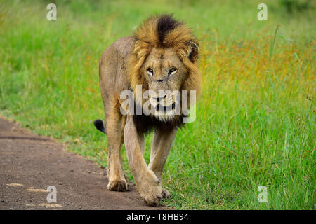 Maschio maturo Lion Panthera Leo pattugliano il suo territorio Parco Nazionale Kruger Sud Africa Foto Stock