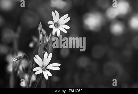 Molla di fioritura di fiori selvaggi dettaglio in bianco e nero e sfondo bianco. Starwort comune. Stellaria graminea. La malinconia romantica erbe selvatiche fiori e boccioli. Foto Stock