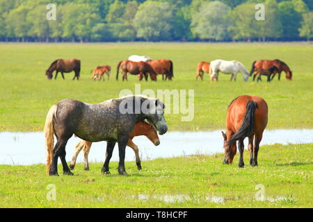 Allevamento di cavalli in pascolo su prato Foto Stock