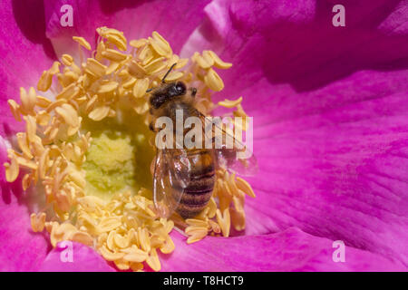Close up di bee pollinici all'interno della rosa canina fiore Foto Stock