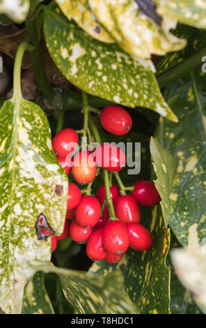 Bacche rosse e le foglie da Aucuba japonica (Spotted Laurel, Giapponese alloro, Spotted Acuba, Aucuba giapponese, polvere d'oro pianta) in inverno nel Regno Unito. Foto Stock