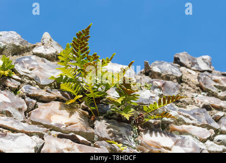 Polypody felci (Polypodium felci, Polypodies, Rockcap felci) crescono fuori di un vecchio muro di pietra in inverno (febbraio) nel West Sussex, in Inghilterra, Regno Unito. Foto Stock