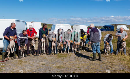 Trascinare Hunt gara incontro, Valentia Island, nella contea di Kerry, Irlanda Foto Stock