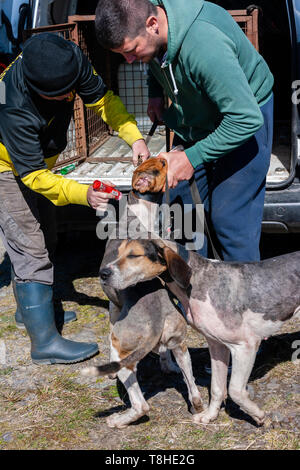 Trascinare Hunt gara incontro, Valentia Island, nella contea di Kerry, Irlanda Foto Stock