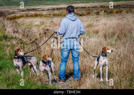 Trascinare Hunt gara incontro, Valentia Island, nella contea di Kerry, Irlanda Foto Stock