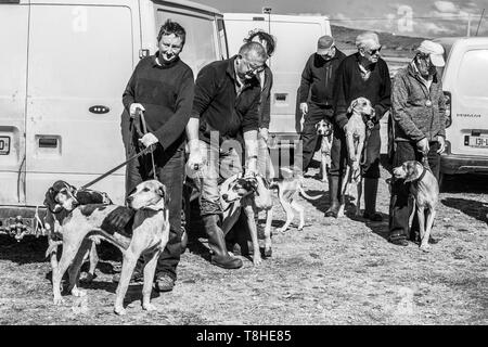 Trascinare Hunt gara incontro, Valentia Island, nella contea di Kerry, Irlanda Foto Stock