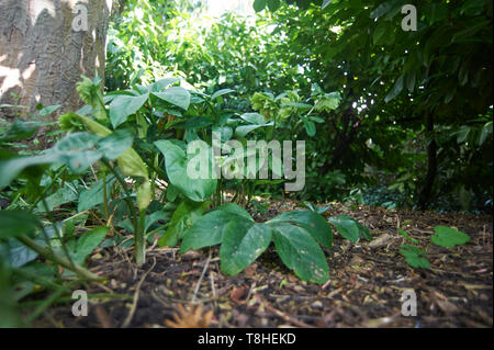 Signori e Signori (aurm maculatum) cresce nel bosco scuro Foto Stock